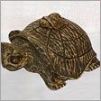 Sea Turtles