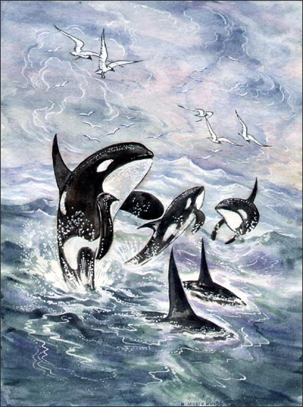 The Dolphins