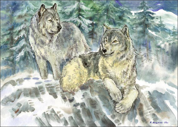 The Wolfes