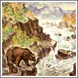 The Bear Near The River