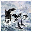 The Dolphins