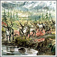 Deers Near The River